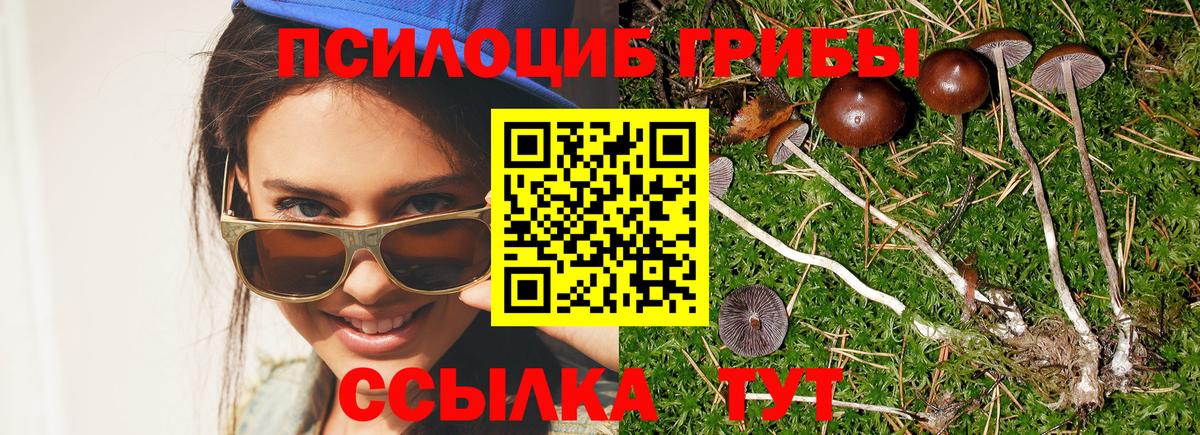 Омск  Галлюциногенные грибы Psilocybe  Псилоцибиновые грибы мицелий  Вход с VPN 